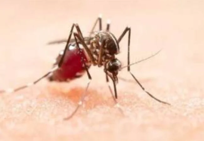Investigadores descubren que el dengue debilita la barrera protectora de los vasos sanguíneos