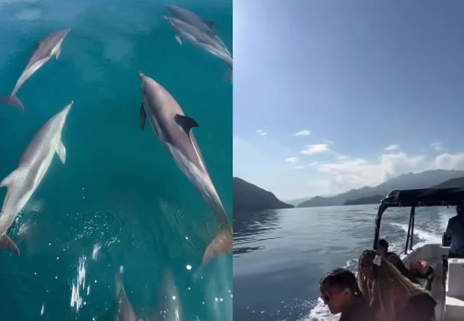Libres y mágicos, masivo grupo de delfines cautiva al Parque Nacional Mochima