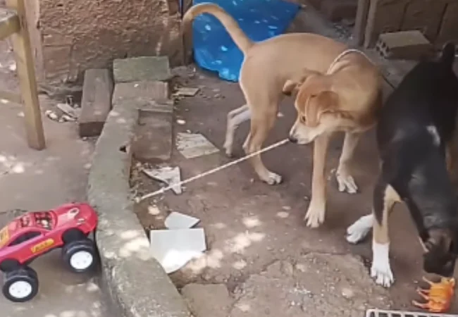 "Ñeee": Tierno video de un perrito jugando con su carrito, más contento que niño el 24-Dic