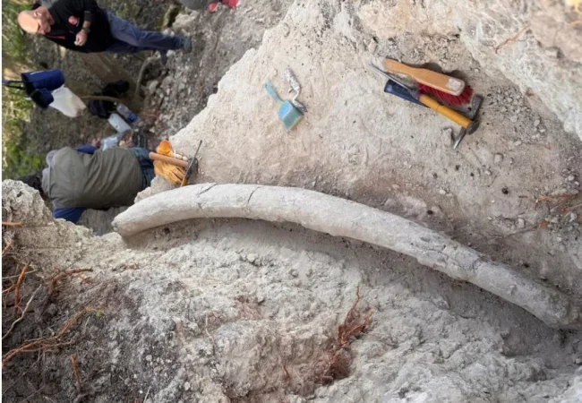 Descubren en Argentina el colmillo de mastodonte más grande registrado en Sudamérica