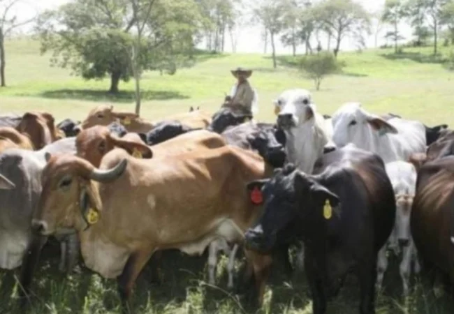 Presidenta (E) Delcy Rodríguez anuncia un incremento del 4,19 % en la producción agropecuaria durante 2026