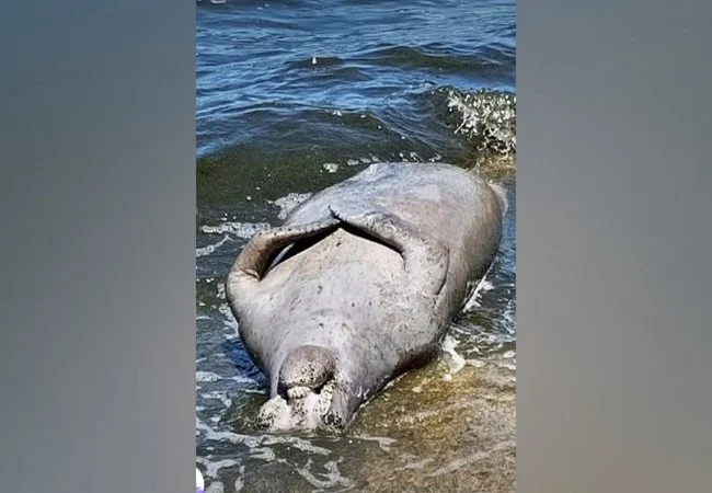 Otro manatí menos en el Lago de Maracaibo: alertan sobre la vulnerabilidad de la especie