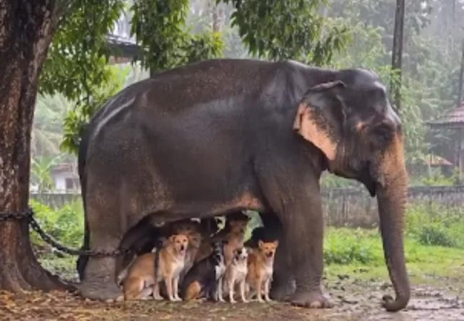 Tierno refugio: Perritos se resguardan de la lluvia debajo de un elefante en Tailandia