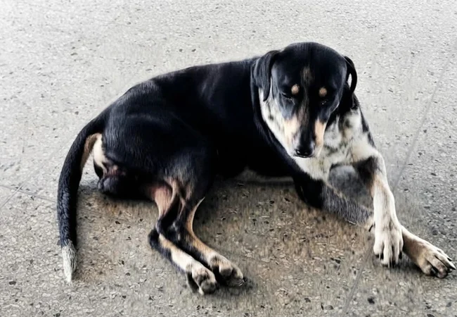 "Negro" la mascota universitaria del rectorado de LUZ