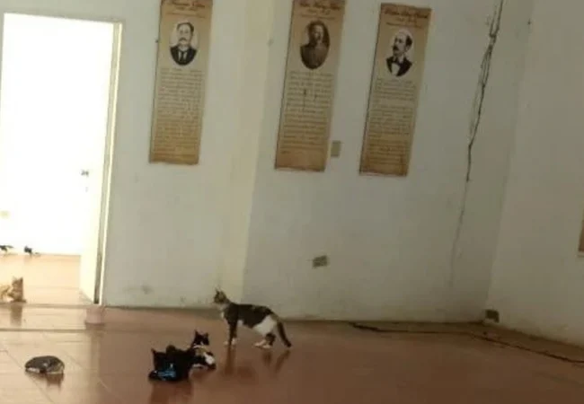 Entre gatos, leyendas y ruinas: La joya egipcia de Maracaibo resiste al tiempo