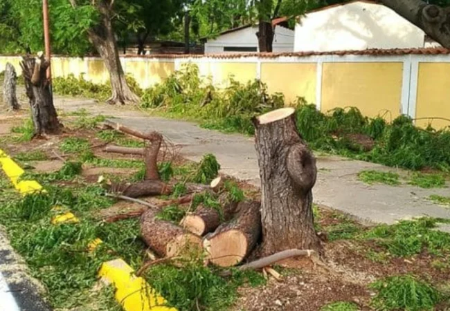 Azul Ambientalistas denuncia "genocidio ambiental" en la avenida Universidad de Maracaibo