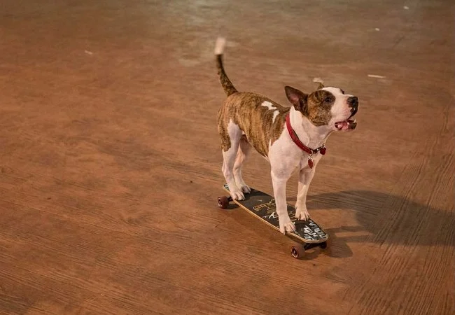Se viraliza perrito skate