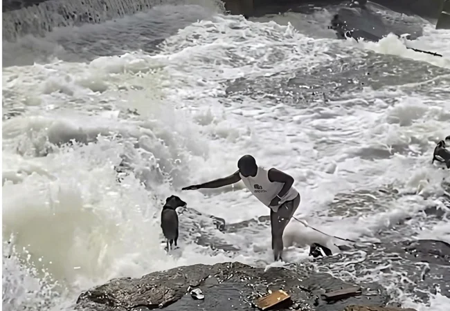 Rescatan a un perro de las aguas de una represa en Sudáfrica