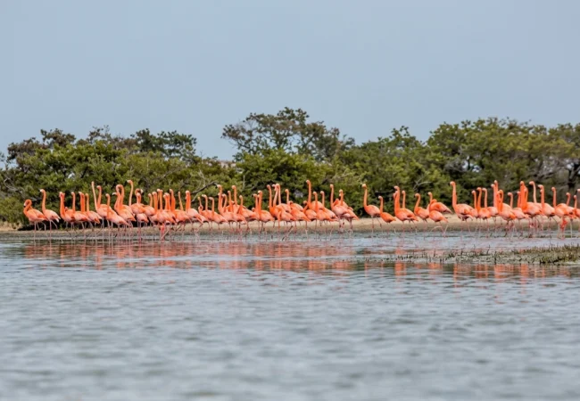 Flamencos despliegan ritual de cortejo a orillas de la Ciénaga de Los Olivitos