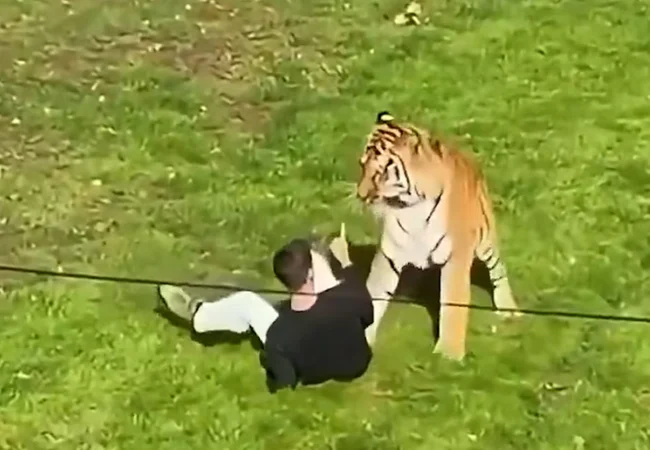 Muere tras irrumpir al recinto de los tigres en un zoológico de Inglaterra