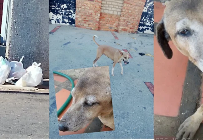 Perro callejero: "Por derecho propio"