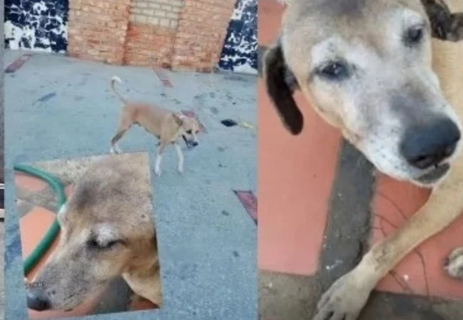 Perro callejero: "Por derecho propio"